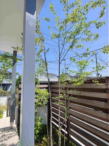 八王子市　新築外構 庭工事 高性能住宅の機能的にデザインする。～その後 新緑の季節　Ｈ様邸