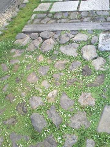 神奈川県愛甲郡愛川町　根府川石敷きの駐車場兼庭のその後…　２０１１年７月。 景色工房サフラン旧展示場
