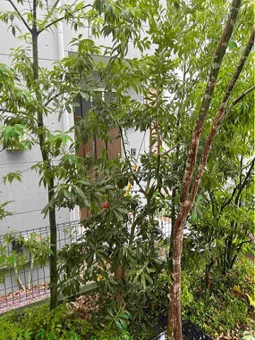 神奈川県綾瀬市　常緑樹でさりげなく目隠し緑でスクリーン　Ｍ様邸